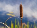 Reed grows on a pond in autumn