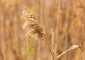 Reed grows on a pond in autumn