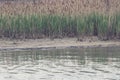 Reed grows on the shore of the lake