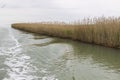 Reed grows on the shore of the lake. Trail on the water from the boat