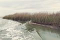 Reed grows on the shore of the lake. Trail on the water from the boat