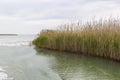 Reed grows on the shore of the lake. Trail on the water from the boat