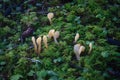 The reed horn latin name Clavariadelphus ligula is an edible mushroom from the genus Clavariadelphus
