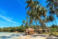 Reed huts and coconut palms Royalty Free Stock Photo