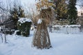 Reed in the ice droplets. Winter Garden.