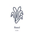 Reed icon from nature outline collection. Thin line reed icon isolated on white background