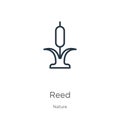 Reed icon. Thin linear reed outline icon isolated on white background from nature collection. Line vector reed sign, symbol for