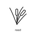 Reed icon. Trendy modern flat linear vector Reed icon on white b