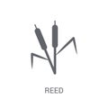 Reed icon. Trendy Reed logo concept on white background from Nat