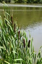 reed at Immerather Maar in summer