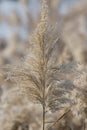 Reed inflorescences close up. Dry reeds on the banks of a river or lake, reed seeds