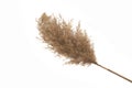 Reed isolated on white background Royalty Free Stock Photo