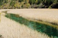 Reed lake in Jiuzhaigou Royalty Free Stock Photo