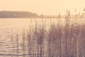 Reed by a lake in the morning sunrise Royalty Free Stock Photo