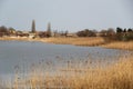 Reed at the lake side Royalty Free Stock Photo