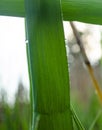 Reed leaves in raindrops. The smell of freshness and greenery Royalty Free Stock Photo