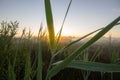 Reed Leaves in Sunrise at Schoenramer Filz