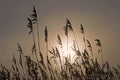 Reed in light rising sun