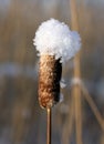 Reed mace. Royalty Free Stock Photo