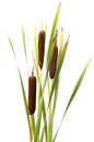 Reed mace. Royalty Free Stock Photo