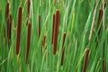 Reed-mace in the ditch-side. Royalty Free Stock Photo