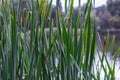 Reed mace on a lake background Royalty Free Stock Photo