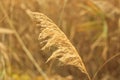 Reed Mace poster for home or office. These large reeds are sometimes called bulrushes