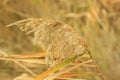 Reed Mace poster for home or office. These large reeds are sometimes called bulrushes