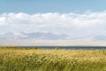 Reed marsh near a lake at the foot of rolling mountains