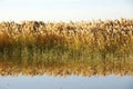 Reed marshes with water