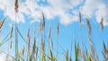 Reed in meadow sways. Beachgrass blowing in fall landscape. Grass blowing on autumn field. Low angle view. Royalty Free Stock Photo