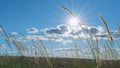 Reed in meadow sways. Beachgrass blowing in fall landscape. Grass blowing on autumn field. Low angle view. Royalty Free Stock Photo