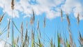 Reed in meadow sways. Beachgrass blowing in fall landscape. Grass blowing on autumn field. Low angle view. Royalty Free Stock Photo