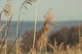 Reed near Elz river