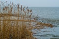 Reed near harbor of Tolkmicko in northern Poland Royalty Free Stock Photo