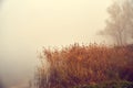 Reed near the lake Royalty Free Stock Photo