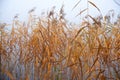 Reed near the lake, misty Royalty Free Stock Photo