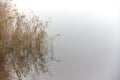 Reed near the lake, misty autumn Royalty Free Stock Photo