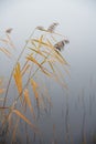 Reed near the lake, misty autumn, Royalty Free Stock Photo