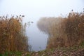 Reed near the lake, misty Royalty Free Stock Photo