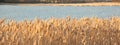 Reed near a lake in spring Royalty Free Stock Photo