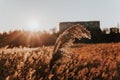 A reed near a lake with a sunset Royalty Free Stock Photo