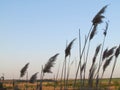 Reed panicles Royalty Free Stock Photo