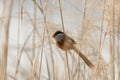 Reed Parrotbill bird