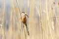 Reed Parrotbill bird