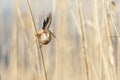 Reed Parrotbill bird