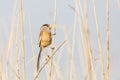 Reed Parrotbill bird