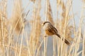 Reed Parrotbill bird