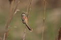 Reed Parrotbill Royalty Free Stock Photo