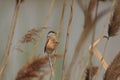 Reed Parrotbill Royalty Free Stock Photo